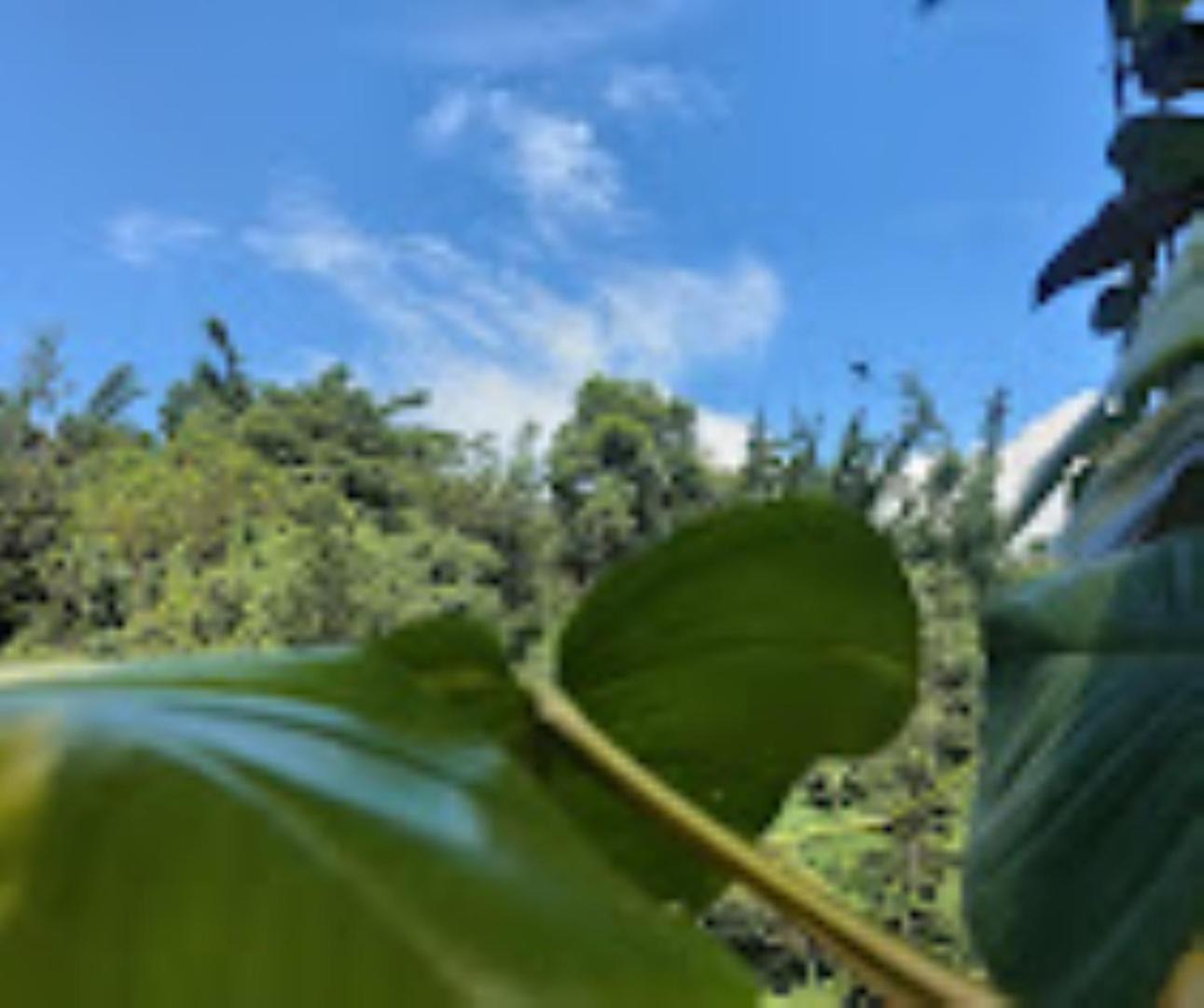 Brahmaputra Jungle Resort Guwahati Dış mekan fotoğraf