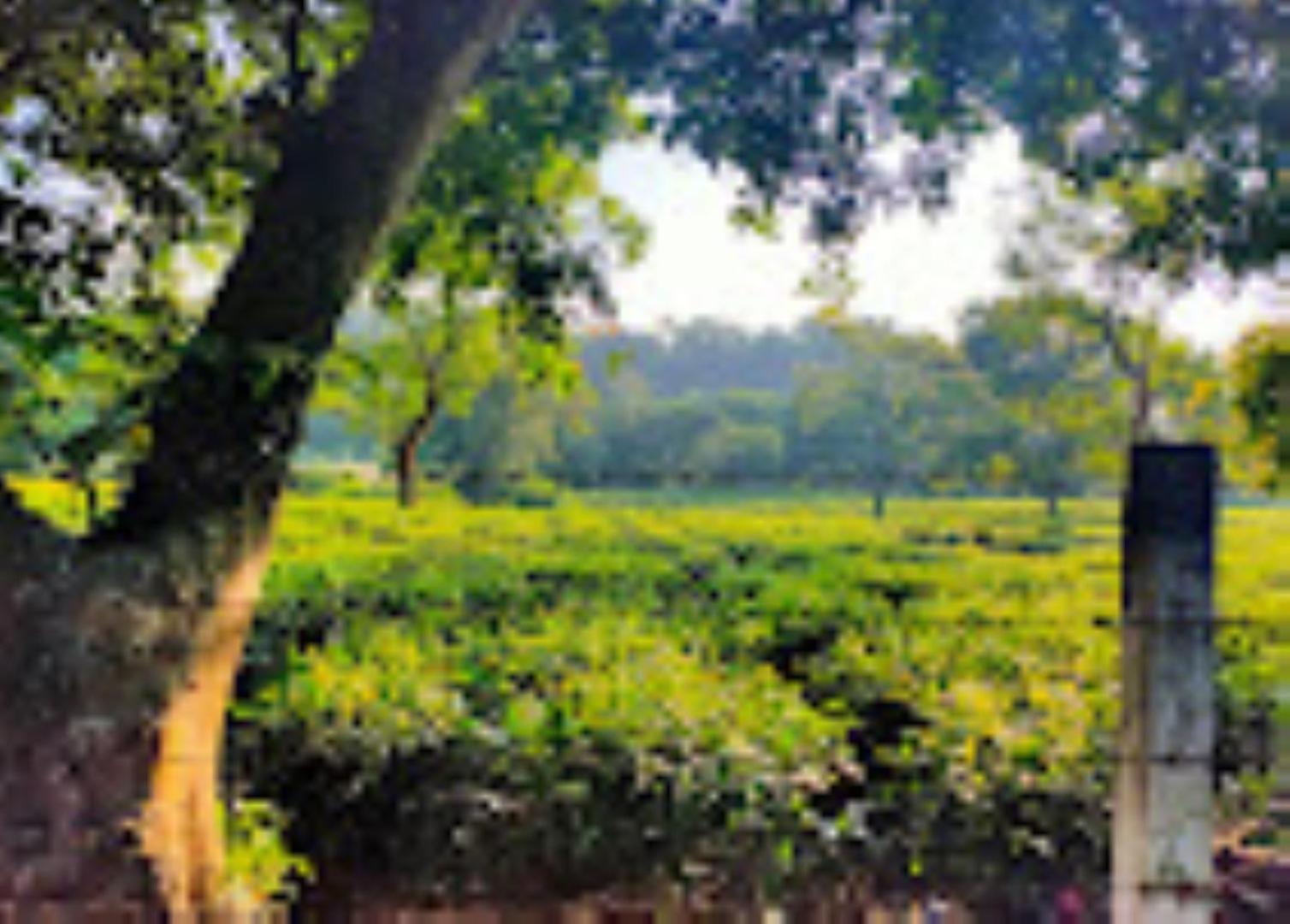 Brahmaputra Jungle Resort Guwahati Dış mekan fotoğraf